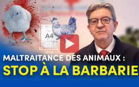 JLM souffrance animal